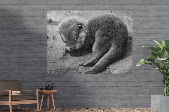 Décoration murale extérieure Un bébé loutre regarde timidement vers la caméra - noir et blanc - 160x120 cm
