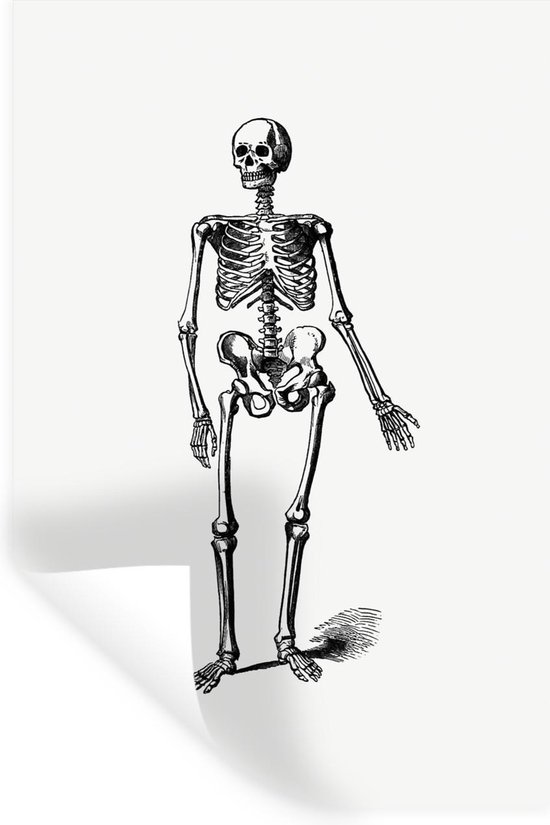Muurstickers - Sticker Folie - Vintage - Skelet - Anatomie - 60x90 cm - Plakfolie - Muurstickers Kinderkamer - Zelfklevend Behang - Zelfklevend behangpapier - Stickerfolie