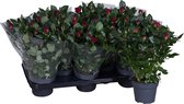 Bloem van Botanicly – Rosa Patio Hit – Hoogte: 36 cm