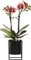 Kolibri Orchids | Phalaenopsis orchidee spotty rood 'diamond' in Floating sierpot black | potmaat Ø9cm - 40cm hoog