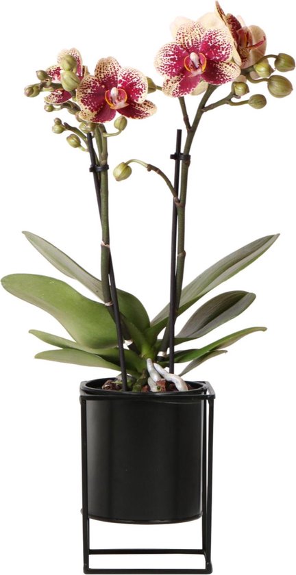 Kolibri Orchids | Rosa Phalaenopsis-Orchidee - Trev Produktbild