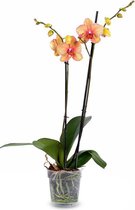 Fleurdirect - Phalaenopsis - 70 Cm - Ø 12 - 1 Stuks