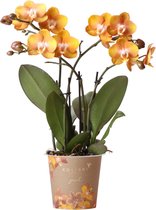 Kolibri Orchids | Oranje gouden Phalaenopsis orchidee - Jewel Las Vegas - potmaat Ø12cm - 40cm hoog | bloeiende kamerplant – vers van de kweker