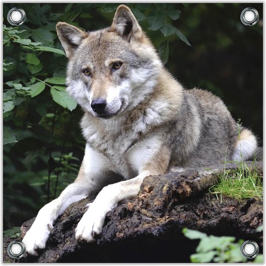 Tuinposter –Wolf tussen Planten op Rots– 100x100 Foto op Tuinposter (wanddecoratie voor buiten en binnen)
