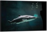 Dibond –Boze Witte Haai in het Water-90x60 Foto op Aluminium (Wanddecoratie van metaal)