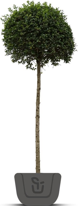 Liguster op stam | Ligustrum Delavayanum | Stamhoogte: 90 cm