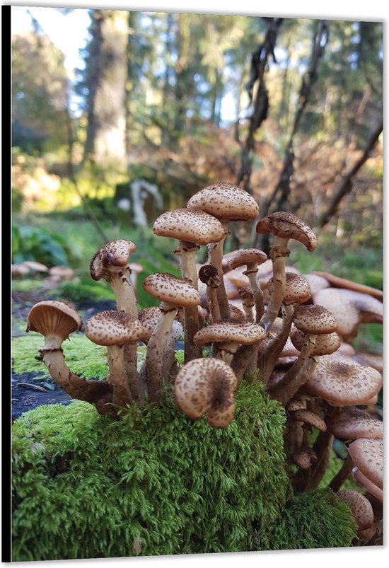 Dibond -Paddenstoelen in het Bos- Foto op Aluminium (Met Ophangsysteem)