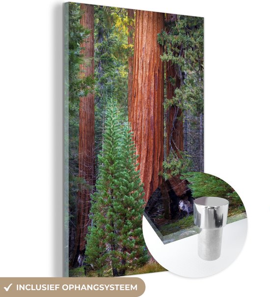 Un Redwood dans la forêt plexiglas 40x60 cm - Tirage photo sur Glas (Décoration murale en plexiglas)