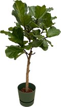Trendyplants - Ficus Lyrata stam inclusief elho Greenville Round groen - 160 cm - Ø30cm