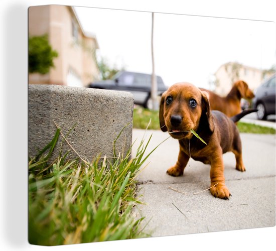 Canvas Schilderij Een puppy Teckel die op wat gras kauwt - 120x90 cm - Wanddecoratie