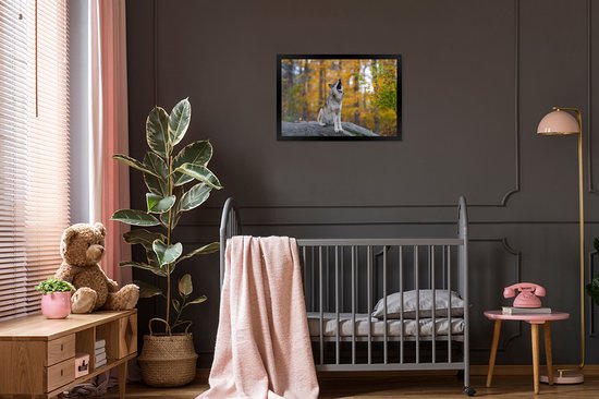 Photo en cadre - Loup hurlant au début de l'automne cadre photo noir sans passe-partout 60x40 cm - Affiche sous cadre (Décoration murale salon / chambre)