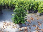 Portugese Laurier C10 80-100 cm - Bloeiende plant - Compacte groei - Insectenlokkend - Populair bij vogels - Vruchtdragend - Wintergroen