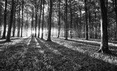 Fotobehang - Vlies Behang - Bos met Zonlicht - Zwart-wit - Zonnestralen - Bomen - Zonsondergang - 254 x 184 cm