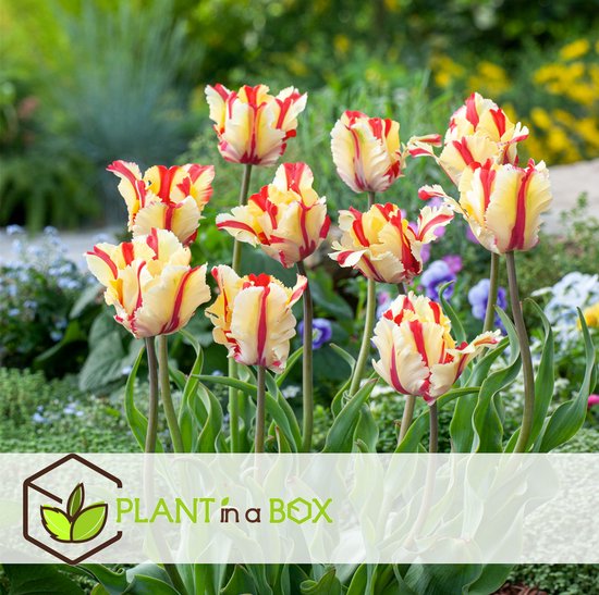 Tulipa Flair - Bulbes de tulipes x20 - Bulbes de fleurs