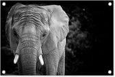 Tuindecoratie Portret van een olifant in zwart-wit - 60x40 cm - Tuinposter - Tuindoek - Buitenposter