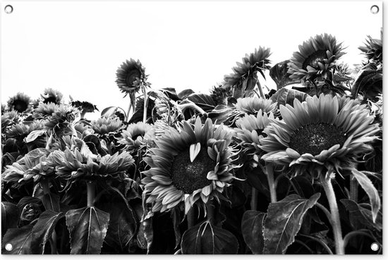 Zonnebloemen in Nederland zwart-wit - Tuinposter - Tuindoek