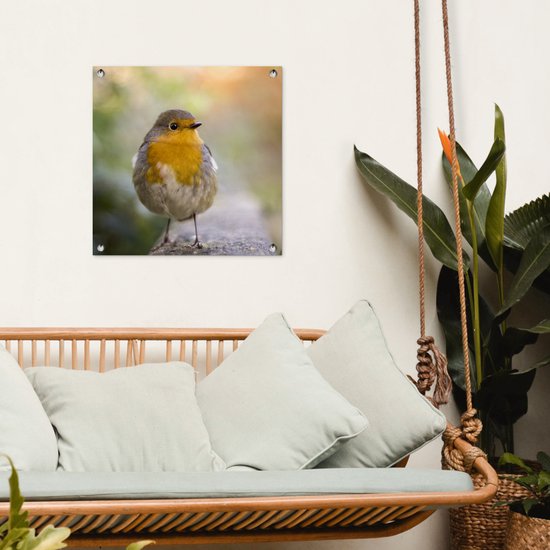 Tuinposter vogels - Roodborstje - Portret - Natuur - Tak - Tuindecoratie - Schuttingdoek - Schutting decoratie - Tuin - Tuinschilderij voor buiten - 50x50 cm - Tuindoek - Tuinposters buiten