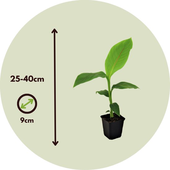 Bananenplant in vierkante zwarte pot, met indicatie van hoogte 25-40cm en breedte 9cm.