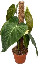 Groene plant – Philodendron (Philodendron Splendid) – Hoogte: 50 cm – van Botanicly