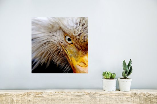 Affiche Vogel - Œil - Bec - 30x30 cm