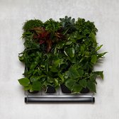 Mon Jardin Vertical - Pour Intérieur - Pack de Démarrage Complet (Medium) 60cm x 60cm - 16 Plateaux - Jardinière au mur - Mur végétal - Mur végétal - Potager Vertical - Bac de balcon - Mur végétal - Mur végétal