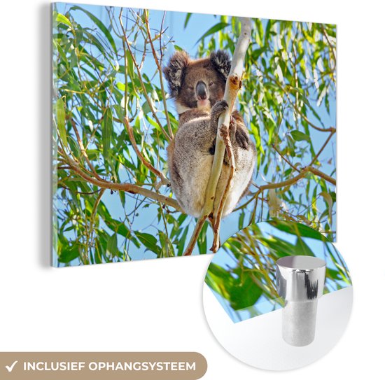 MuchoWow® Glasschilderij 180x120 cm - Schilderij acrylglas - Koala - Bladeren - Lucht - Kinderen - Jongens - Meiden - Foto op glas - Schilderijen