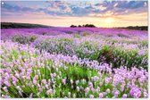 Affiche de jardin Mer de fleurs violette 120x80 cm - Toile de jardin / Toile d'extérieur / Peintures pour l'extérieur (décoration de jardin)