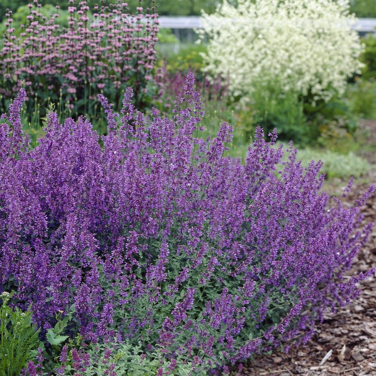 6 x Nepeta faassenii 'Walker's Low' - Kattenkruid - Vaste Plant - Winterharde Tuinplant - Nepeta faassenii 'Walker's Low' in 9x9cm pot met hoogte 5-10cm