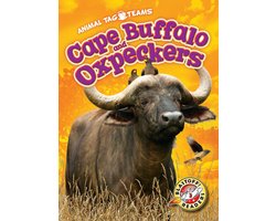 Animal Tag Teams - Cape Buffalo and Oxpeckers