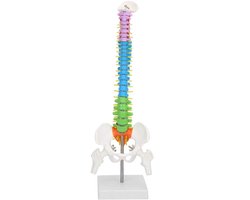Extremely Flexible Spine Model, Anatomical Model of the Human Spine with Pelvic Femur, 45 cm, Life Size
