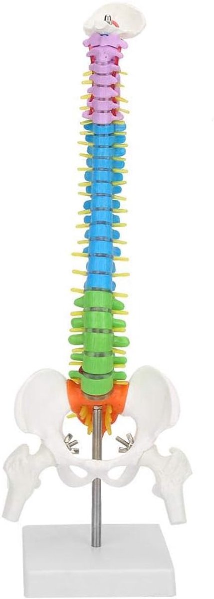 Extremely Flexible Spine Model, Anatomical Model of the Human Spine with Pelvic Femur, 45 cm, Life Size