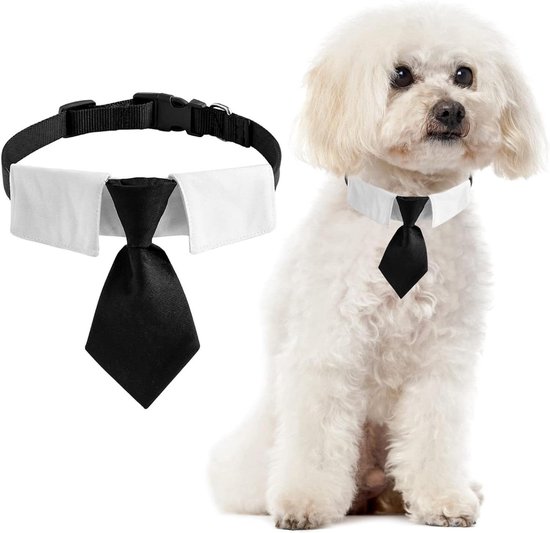 Halsband voor honden: Welke past 't Best bij jouw Pup & Hond