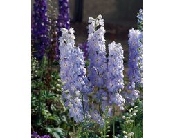 Plants Online - Tuinplanten - Vaste planten - Set van 5 - Delphinium (P) 'Magic Fountains Sky Blue' - 0.7 liter pot - Plant