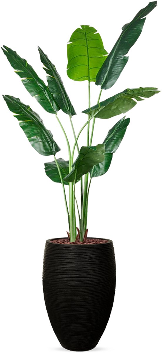 HTT Decorations Kunstplant Strelitzia in Vaas elegant Rib antraciet H210 cm