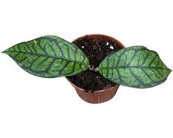 Hoya Ranauensis Kamerplant Potmaat Ø10,5 cm |Vers Van De Kweker