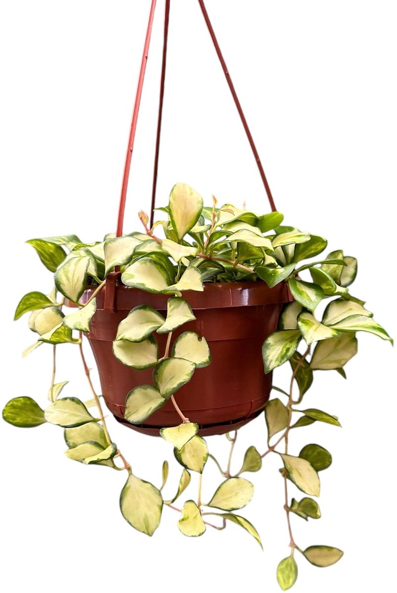 Hoya Heuschkeliana Variegata Kamerplant Potmaat Ø14 cm |Vers Van De Kweker