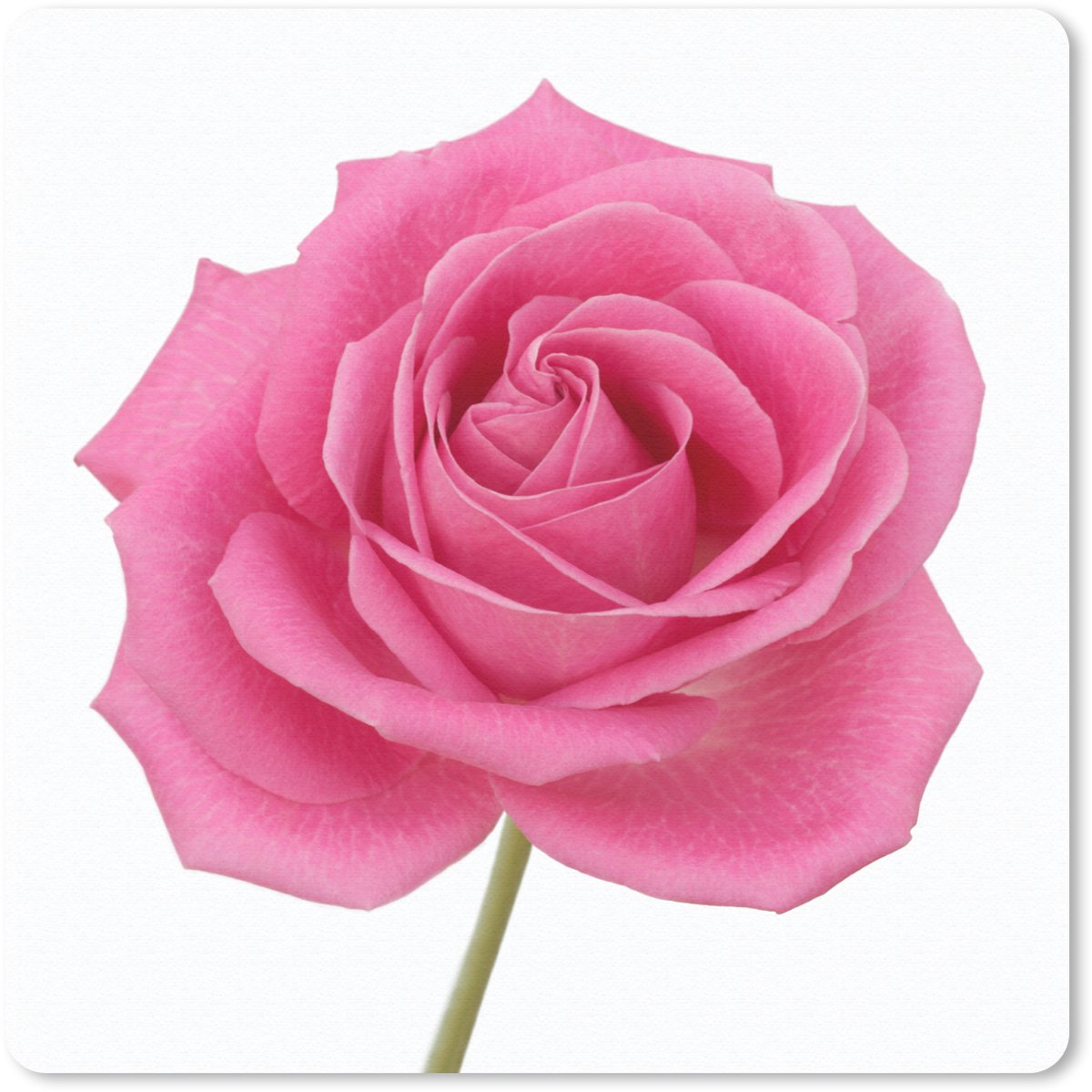 Muismat 20x20 cm - Mousepad Close-up van enkele roze roos op witte achtergrond - Muismatten