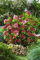 1 pièce) | Viburnum tinus Lisarose C3 25-30 cm