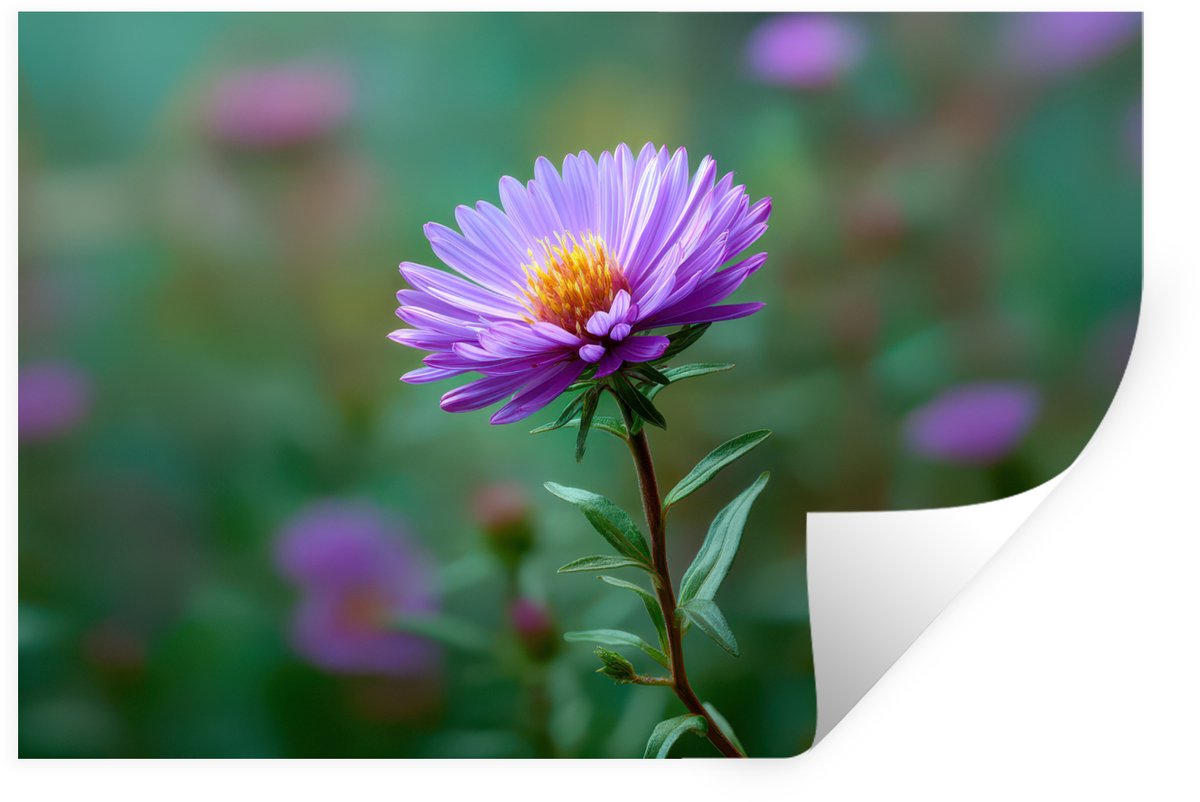 Muurstickers - Sticker Folie - Aster - Paars - Bloem - Blaadjes - 120x80 cm - Plakfolie - 