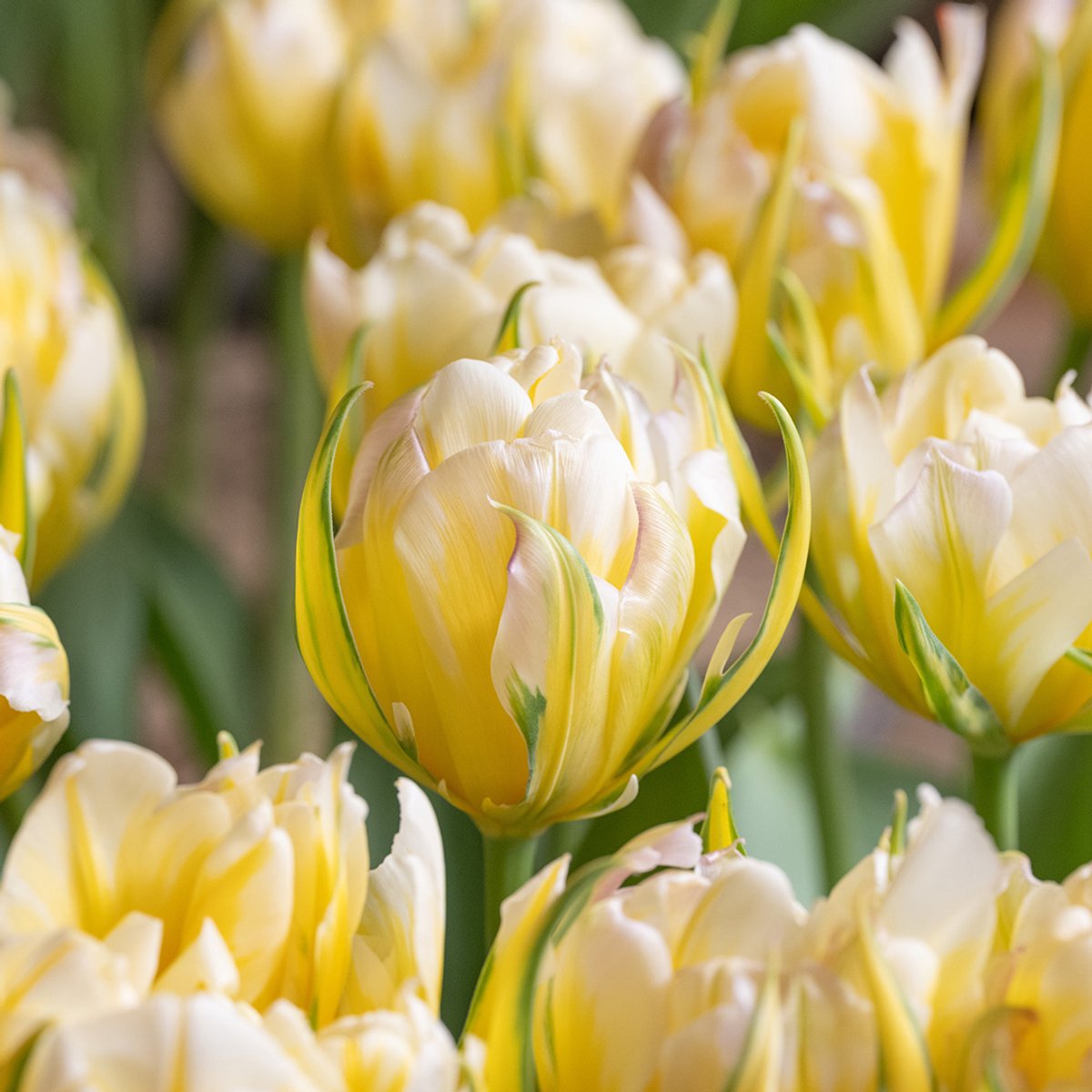 Tulp Sweet Valley | 10 stuks | Geel | Groen | Wit | Tulpenbollen