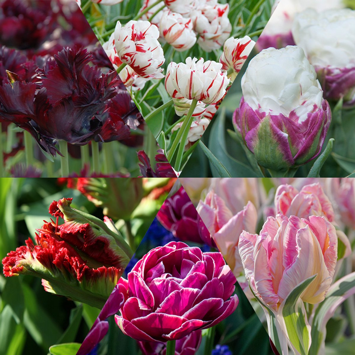 Bloembollen Mix 1 Exclusieve Tulpen | 60 stuks | Dubbel laat | Parkiet