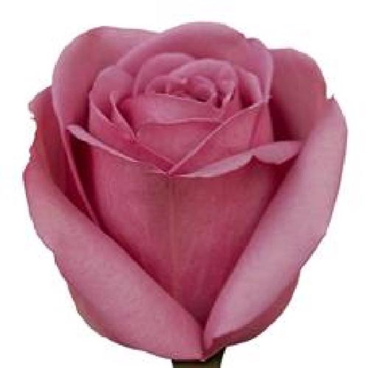 20x Rosa cool water! 50cm
