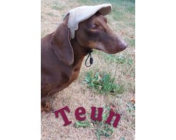 Honden Baseball Caps