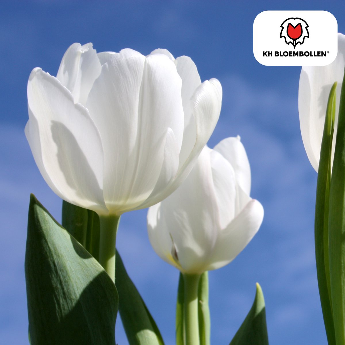 Tuinplantenshop.com | Tulpenbollen 'Catherina' | 20 Stuks | Zuiver Witte Tulp - Ø5cm - 30-50cm hoog - Bloembol - Tuinplant