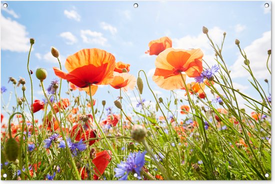 Tuinposter met oranje klaprozen, korenbloemen en groen gras tegen een helderblauwe hemel.