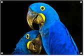 Tuinposters buiten Papegaai - Vogel - Veren - Blauw - 90x60 cm - Tuindoek - Buitenposter