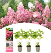 NatureNest - Hortensia - Hydrangea pan. 'Pink Diamond' - 3 stuks - 30-38 cm