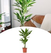 NatureNest - Dracaena Janet Lind - Drakenbloedboom - 1 Stuk - 40 - 50cm