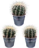 3 stuks cactus schoonmoedersstoel (Echiocactus Grusonii) in zinken pot Ø11.5 cm - 13 - 17 cm