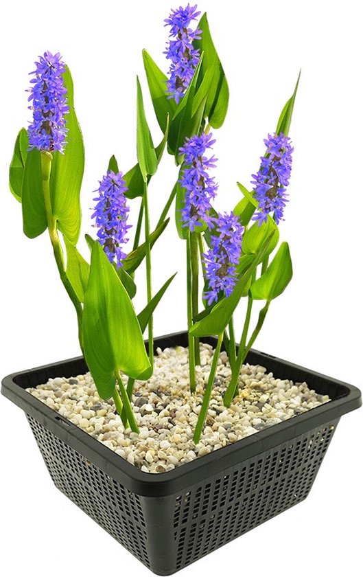 vdvelde.com - Snoekkruid - 4 stuks - 1 Vijvermand - Pontederia Cordata Moerashyacint - Waterplant - Volgroeide hoogte: 80 cm - Plaatsing: -1 tot -20 cm